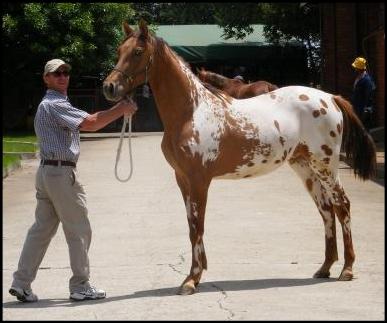 JG Legacy - Appaloosa Stallion